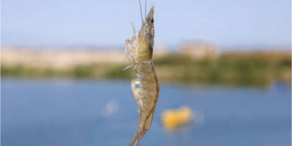 對(duì)蝦養(yǎng)殖